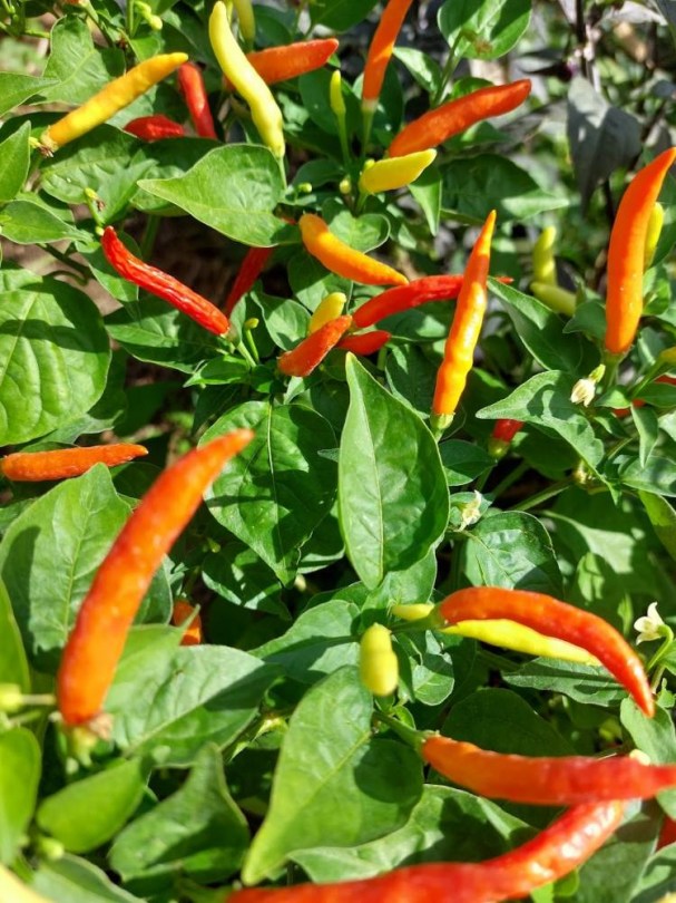 Piri Piri chili - Afrikai madárszem chili - Csípős paprika ritkaságok az Egzotikus Növények Stúdiója kínálatában
